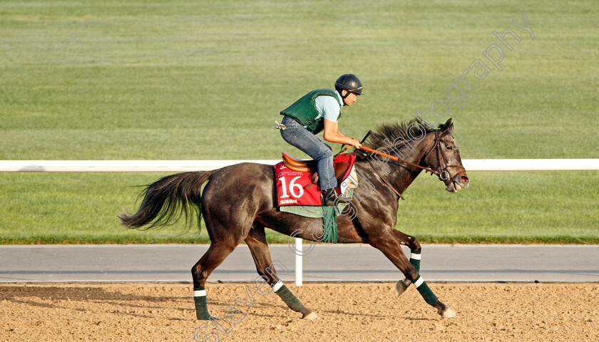 Vazirabad-0001 
 VAZIRABAD exercising in preparation for The Dubai Gold Cup Meydan 29 Mar 2018 - Pic Steven Cargill / Racingfotos.com