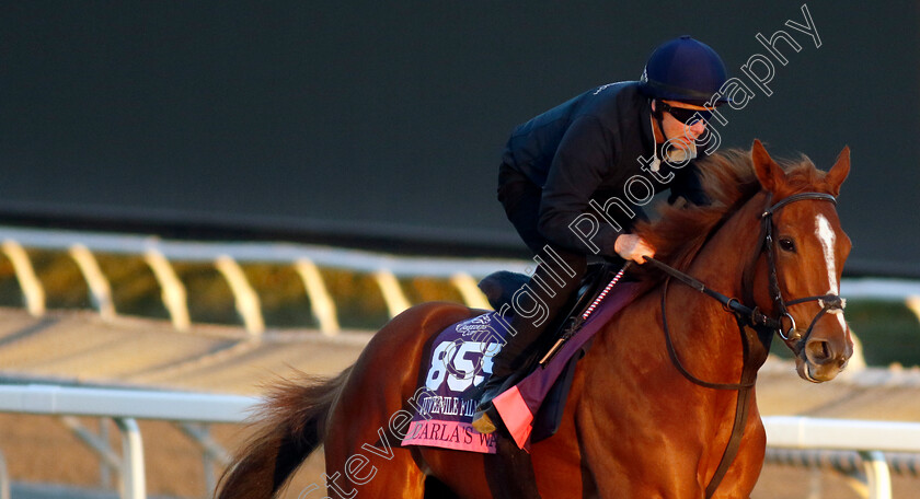 Carla s-Way-0001 
 CARLA'S WAY training for The Breeders' Cup Juvenile Fillies Turf
Santa Anita 2 Nov 2023 - Pic Steven Cargill / Racingfotos.com