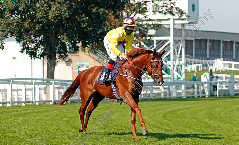 Star-Of-Wins-0001 
 STAR OF WINS (Cieren Fallon)
Yarmouth 15 Sep 2020 - Pic Steven Cargill / Racingfotos.com