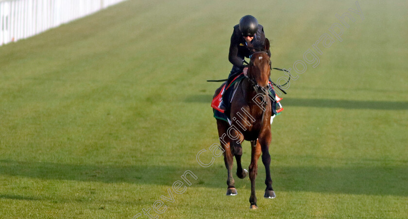 Subjectivist-0002 
 SUBJECTIVIST (Joe Fanning) training for The Red Sea Turf Handicap
King Abdulaziz Racecourse, Kingdom of Saudi Arabia, 22 Feb 2023 - Pic Steven Cargill / Racingfotos.com