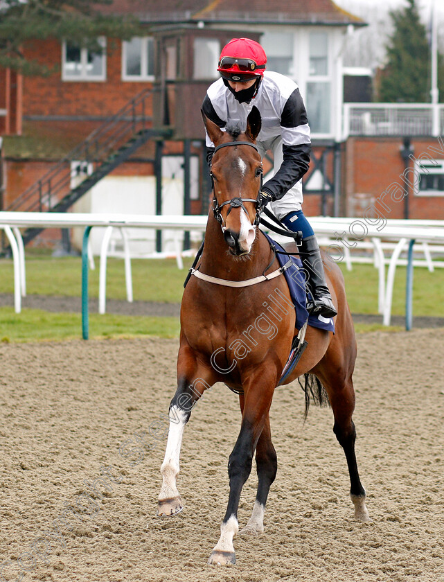 Merry-Secret-0001 
 MERRY SECRET (Alistair Rawlinson) winner of The Play Ladbrokes 5-A-Side On Football Handicap
Lingfield 6 Feb 2021 - Pic Steven Cargill / Racingfotos.com