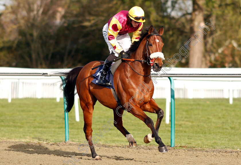 The-Warrior-0001 
 THE WARRIOR (Paddy Bradley)
Lingfield 18 Jan 2019 - Pic Steven Cargill / Racingfotos.com