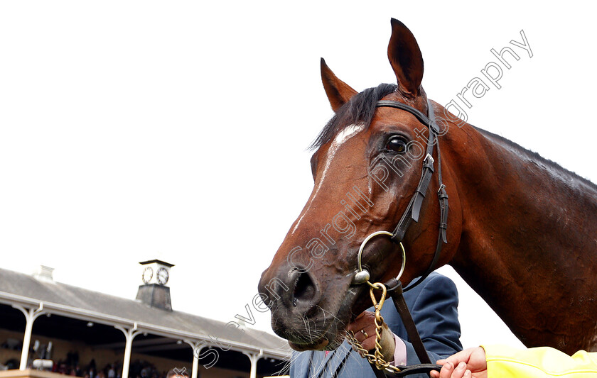 Kew-Gardens-0015 
 KEW GARDENS after The William Hill St Leger
Doncaster 15 Sep 2018 - Pic Steven Cargill / Racingfotos.com