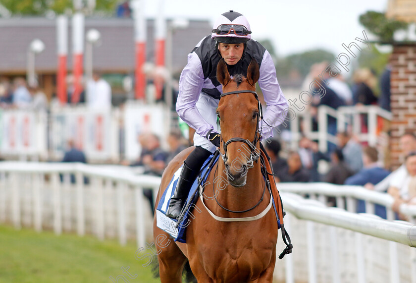 Bay-Breeze 
 BAY BREEZE (Duran Fentiman)
York 11 Jun 2022 - Pic Steven Cargill / Racingfotos.com