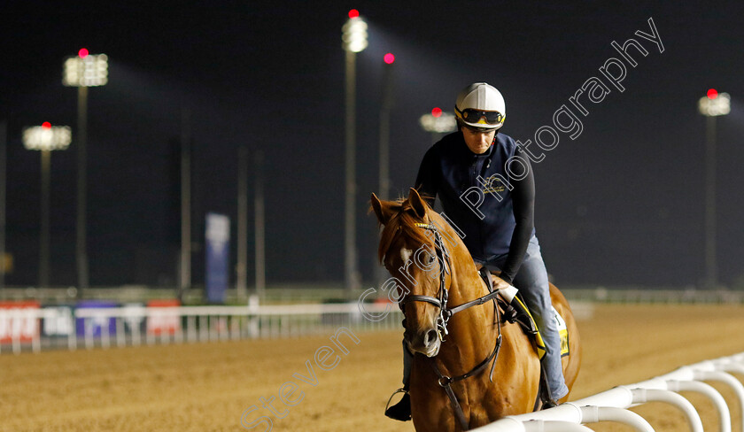 Nakatomi-0003 
 NAKATOMI training for The Golden Shaheen
Meydan Dubai 28 Mar 2024 - Pic Steven Cargill / Racingfotos.com