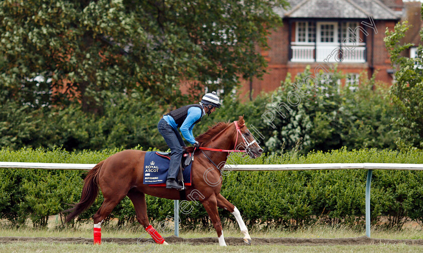 Bucchero-0006 
 American trained BUCCHERO on the gallops in Newmarket ahead of his Royal Ascot challenge
Newmarket 14 Jun 2018 - Pic Steven Cargill / Racingfotos.com