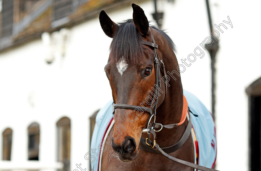 Altior-0013 
 ALTIOR at the stables of Nicky Henderson, Lambourn 6 Feb 2018 - Pic Steven Cargill / Racingfotos.com