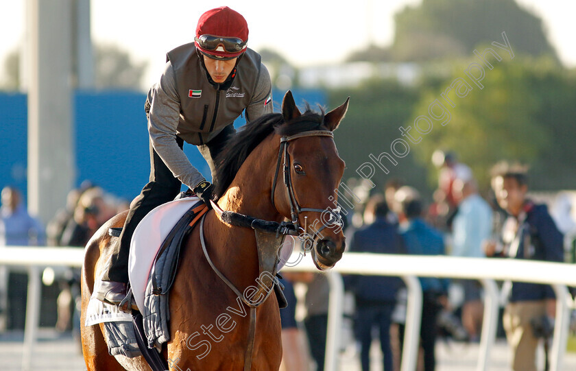 Enemy-0001 
 ENEMY training for The Dubai Gold Cup
Meydan, Dubai, 22 Mar 2023 - Pic Steven Cargill / Racingfotos.com