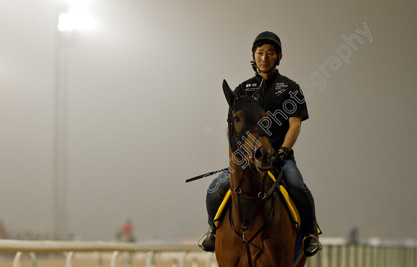 Almond-Eye-0004 
 ALMOND EYE training for The Dubai Turf
Meydan 29 Mar 2019 - Pic Steven Cargill / Racingfotos.com