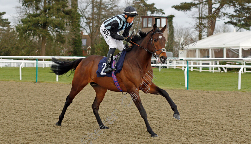 Fancy-Man-0002 
 FANCY MAN (Sean Levey) winner of The Betway Winter Derby Trial Stakes
Lingfield 5 Feb 2022 - Pic Steven Cargill / Racingfotos.com