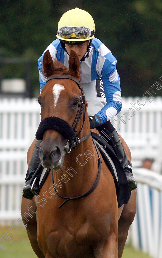 Narak-0013 
 NARAK (Harry Bentley)
Newbury 13 Jun 2019 - Pic Steven Cargill / Racingfotos.com