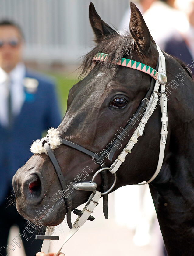 Pogo-0016 
 POGO after The Betfred John Of Gaunt Stakes
Haydock 28 May 2022 - Pic Steven Cargill / Racingfotos.com