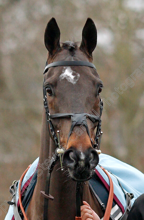 Shishkin-0009 
 SHISHKIN before The SBK Clarence House Chase
Ascot 22 Jan 2022 - Pic Steven Cargill / Racingfotos.com