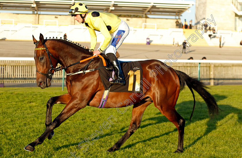 Temple-City-0002 
 TEMPLE CITY (Clifford Lee)
Newmarket 25 Oct 2023 - Pic Steven Cargill / Racingfotos.com