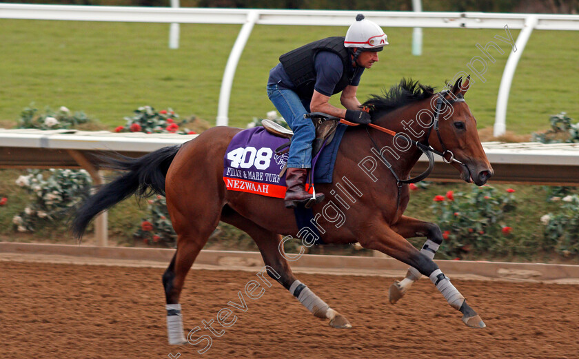 Nezwaah-0002 
 NEZWAAH exercising at Del Mar USA in preparation for The Breeders' Cup Filly & Mare Turf 30 Oct 2017 - Pic Steven Cargill / Racingfotos.com