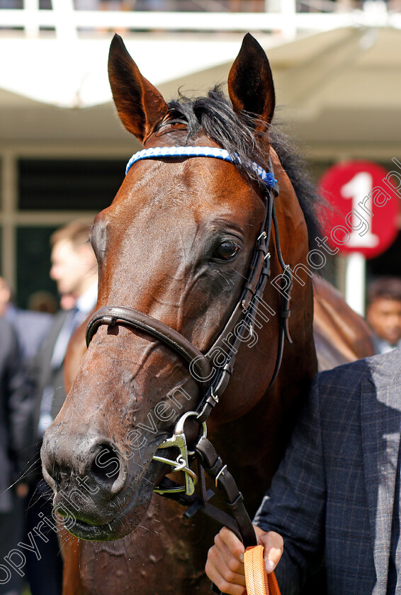 Baaeed-0008 
 BAAEED after The Bonhams Thoroughbred Stakes
Goodwood 30 Jul 2021 - Pic Steven Cargill / Racingfotos.com