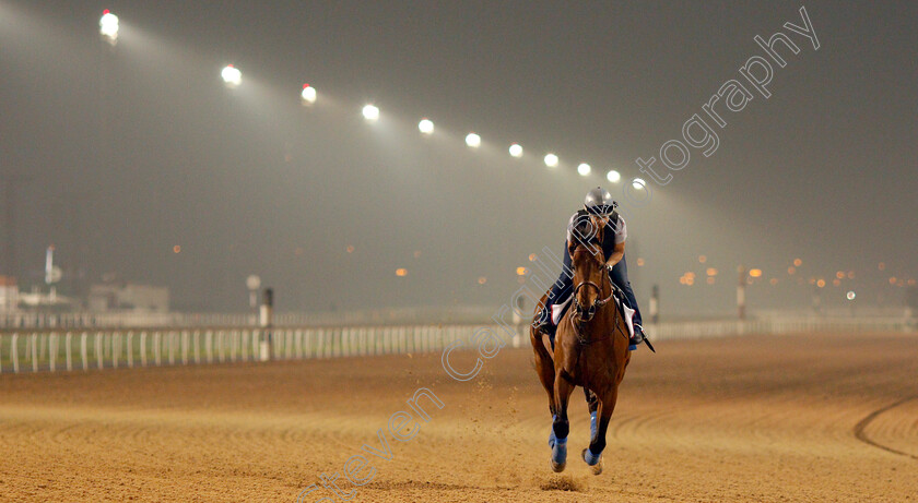 West-Coast-0006 
 WEST COAST exercising in preparation for the Dubai World Cup Meydan 29 Mar 2018 - Pic Steven Cargill / Racingfotos.com