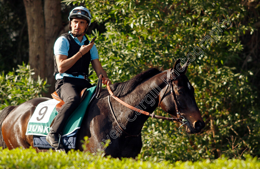 Junko-0001 
 JUNKO training for The Sheema Classic
Meydan Dubai 27 Mar 2024 - Pic Steven Cargill / Racingfotos.com