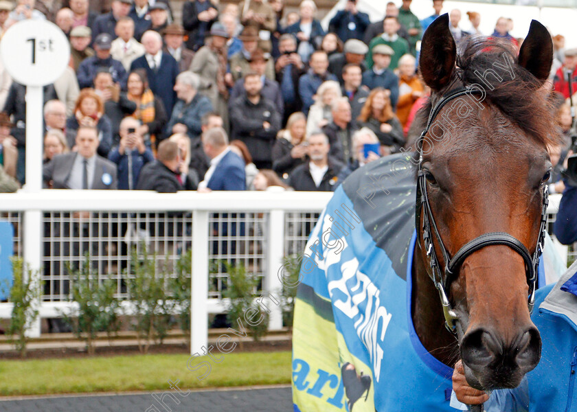 Pinatubo-0018 
 PINATUBO after The Darley Dewhurst Stakes
Newmarket 12 Oct 2019 - Pic Steven Cargill / Racingfotos.com