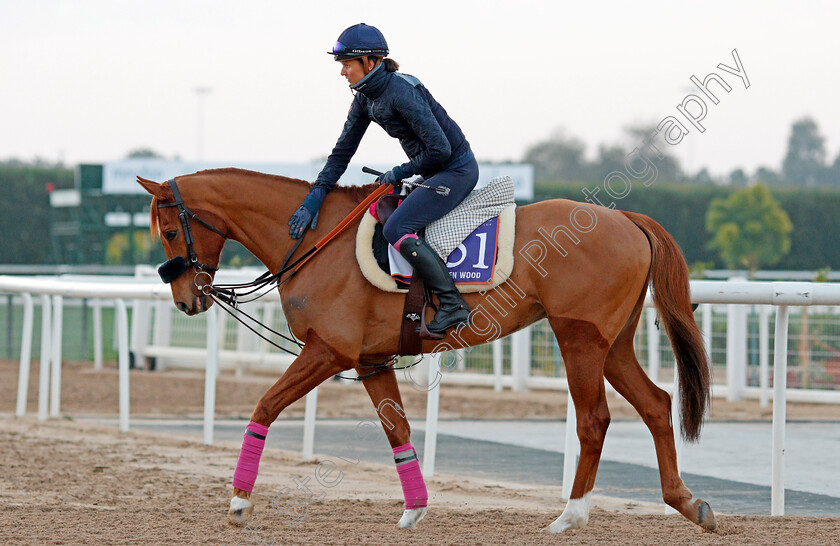 Golden-Wood-0001 
 GOLDEN WOOD, exercising in preparation for The Dubai World Cup Carnival, Meydan 18 Jan 2018 - Pic Steven Cargill / Racingfotos.com