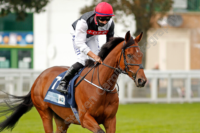 Domino-Darling-0002 
 DOMINO DARLING (Tom Marquand)
Yarmouth 16 Sep 2020 - Pic Steven Cargill / Racingfotos.com