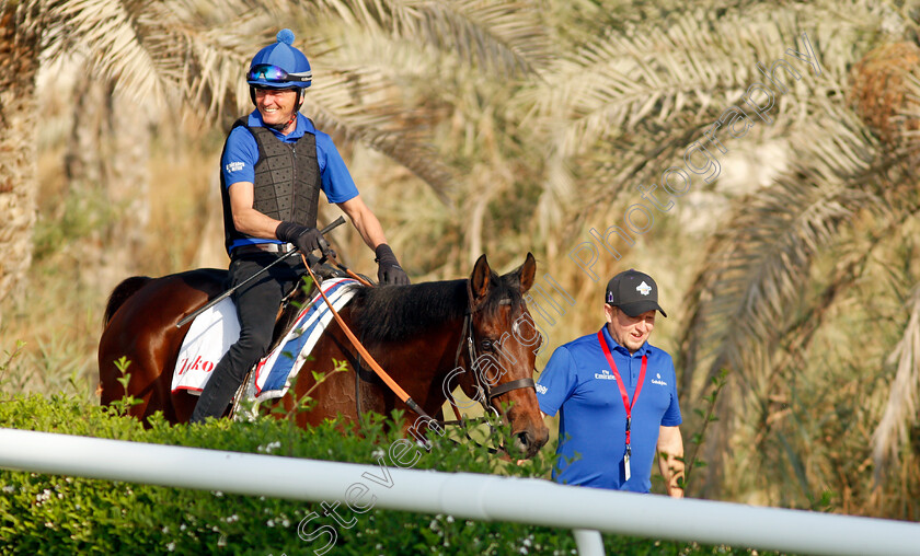 Zakouski-0004 
 ZAKOUSKI exercising in preparation for Friday's Bahrain International Trophy
Sakhir Racecourse, Bahrain 18 Nov 2021 - Pic Steven Cargill / Racingfotos.com