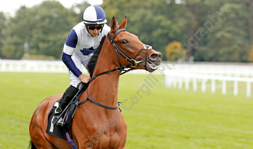 Red-Line-Alexander-0001 
 RED LINE ALEXANDER (Tom Marquand)
Ascot 7 Sep 2019 - Pic Steven Cargill / Racingfotos.com