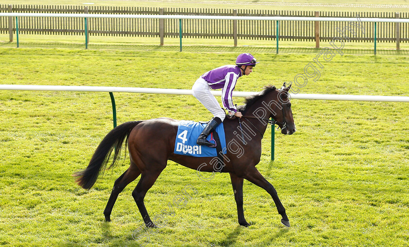 Sergei-Prokofiev-0001 
 SERGEI PROKOFIEV (Donnacha O'Brien) before The Newmarket Academy Godolphin Beacon Project Cornwallis Stakes
Newmarket 12 Oct 2018 - Pic Steven Cargill / Racingfotos.com