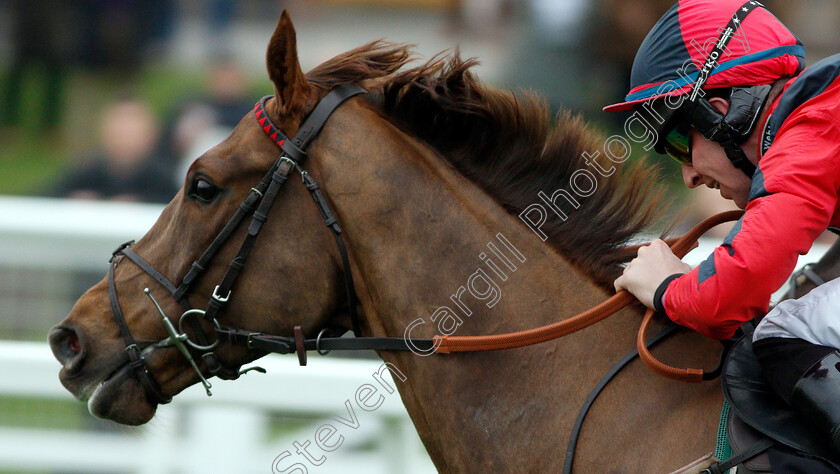 House-Island-0010 
 HOUSE ISLAND (Gavin Sheehan) wins The Racing TV Standard Open National Hunt Flat Race
Newbury 22 Mar 2019 - Pic Steven Cargill / Racingfotos.com