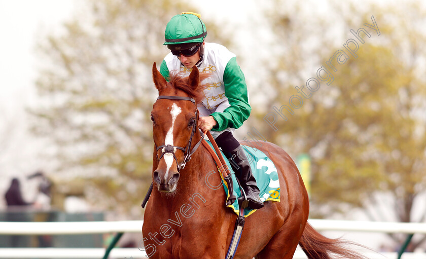 Kuwait-Currency-0001 
 KUWAIT CURRENCY (Tom Marquand)
Newmarket 16 Apr 2019 - Pic Steven Cargill / Racingfotos.com