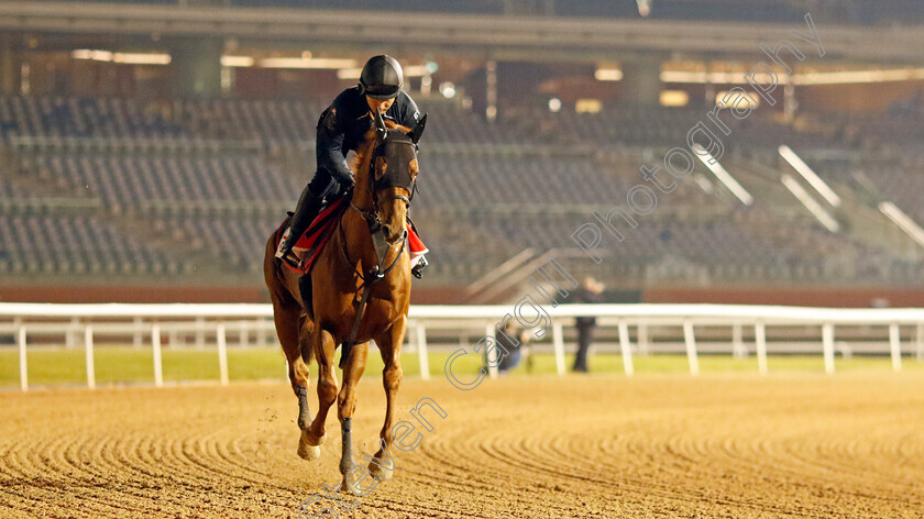 Geoglyph-0002 
 GEOGLYPH training for the Dubai World Cup
Meydan, Dubai, 21 Mar 2023 - Pic Steven Cargill / Racingfotos.com