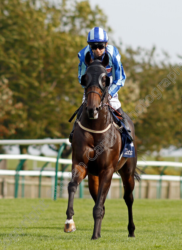 Dubai-Hills-0001 
 DUBAI HILLS (Marco Ghiani)
Newmarket 7 Oct 2023 - Pic Steven Cargill / Racingfotos.com