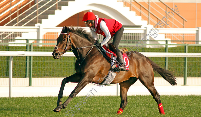 Prince-Of-Arran-0002 
 PRINCE OF ARRAN exercising in preparation for The Dubai Gold Cup Meydan 28 Mar 2018 - Pic Steven Cargill / Racingfotos.com