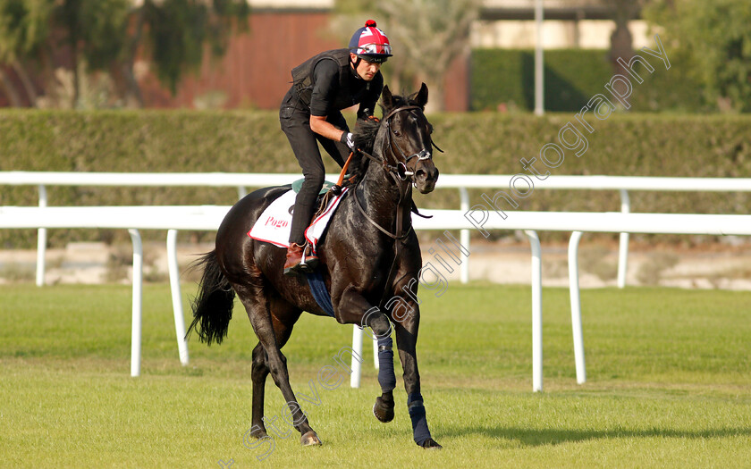 Pogo-0004 
 POGO exercising in preparation for Friday's Bahrain International Trophy
Sakhir Racecourse, Bahrain 16 Nov 2021 - Pic Steven Cargill / Racingfotos.com