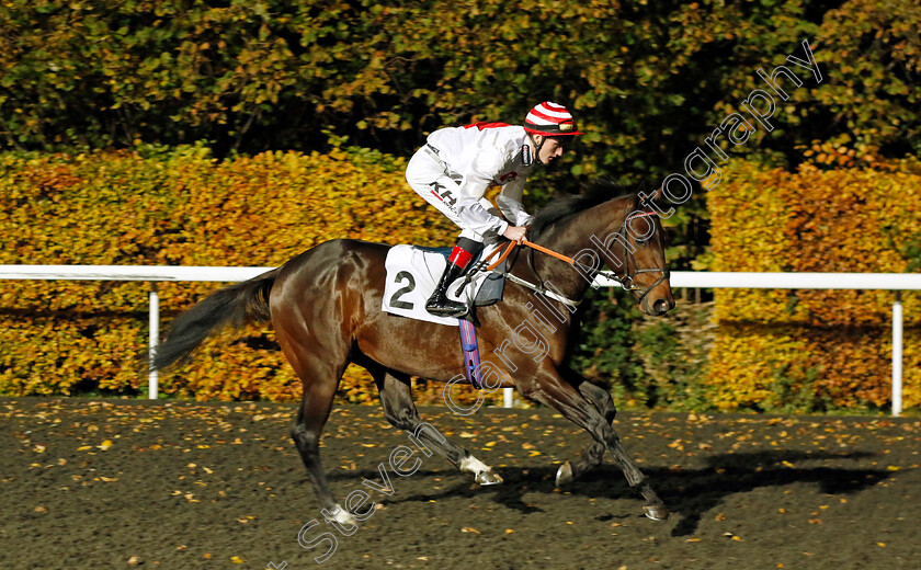 Brioni-0001 
 BRIONI (David Egan)
Kempton 15 Nov 2023 - Pic Steven Cargill / Racingfotos.com