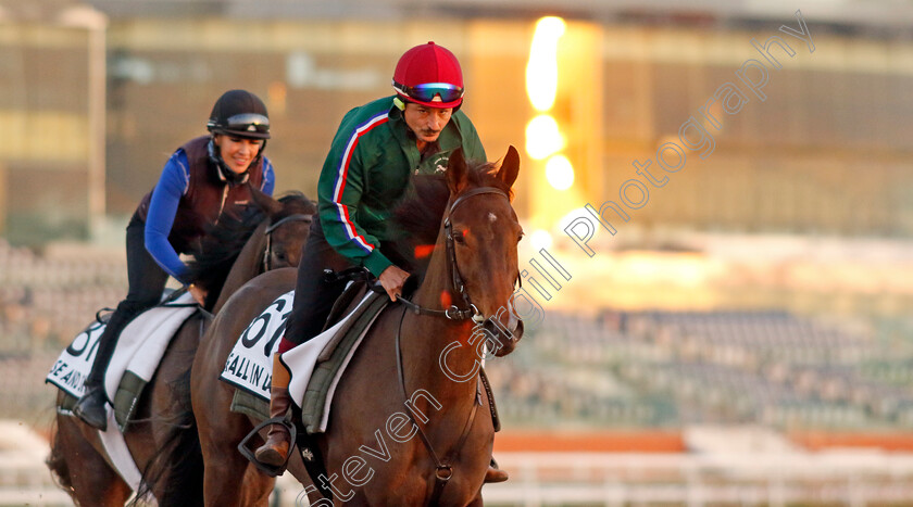 Fall-In-Love-0001 
 FALL IN LOVE training at Meydan, Dubai
2 Feb 2023 - Pic Steven Cargill / Racingfotos.com