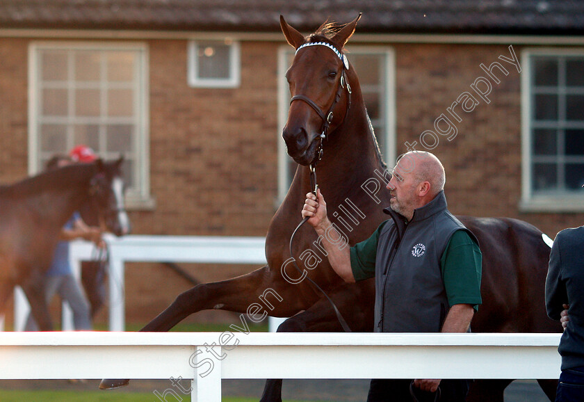 Lot-0326-colt-by-Dubawi-x-Dar-Re-Mi-0010 
 Lot 325 a colt by Dubawi x Dar Re Mi before selling at Tattersalls Yearling Sale Book1 for 3.5million guineas
Newmarket 10 Oct 2018 - Pic Steven Cargill / Racingfotos.com