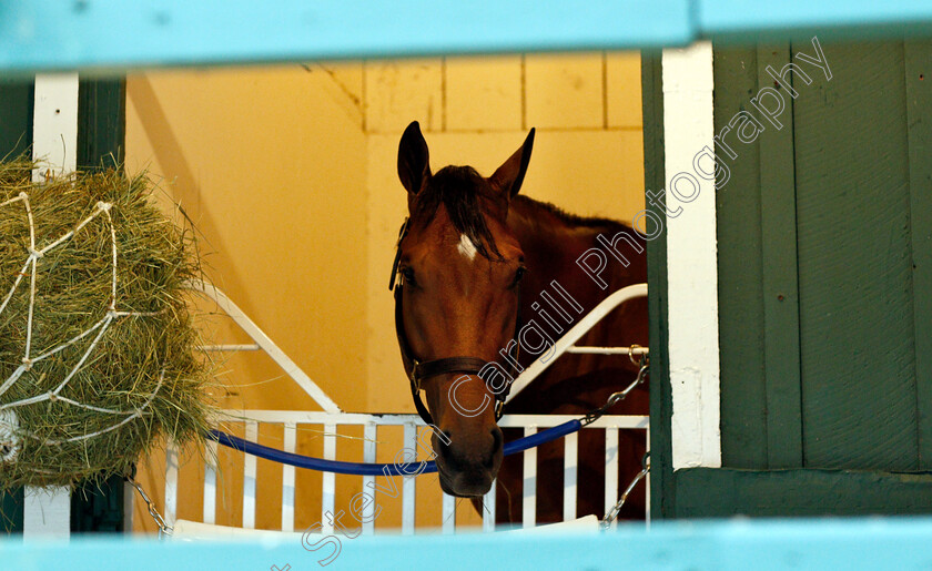 Owendale-0001 
 OWENDALE relaxing in preparation for the Preakness Stakes
Pimlico, Baltimore USA, 16 May 2019 - Pic Steven Cargill / Racingfotos.com