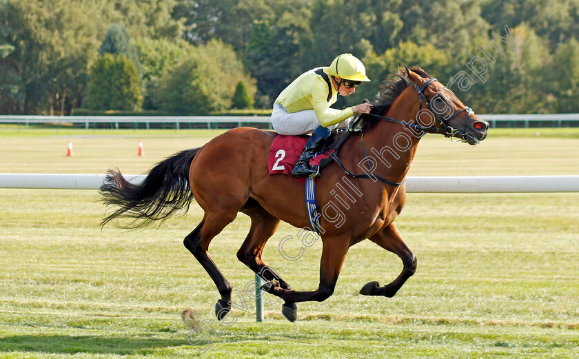 Saleymm-0004 
 SALEYMM (William Buick) wins The Lake View Gordon Lord Byron EBF Conditions Stakes
Haydock 1 Sep 2022 - Pic Steven Cargill / Racingfotos.com