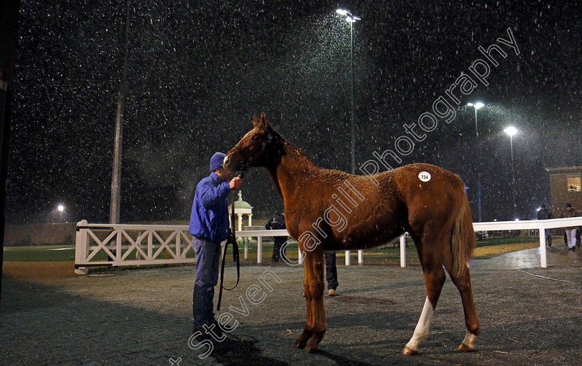 Lot-0734-colt-by-Helmet-x-Alovera-0001 
 Snowing as Lot 734, a colt by Helmet, waits to be sold at Tattersalls December Foal Sale, Newmarket 30 Nov 2017 - Pic Steven Cargill / Racingfotos.com