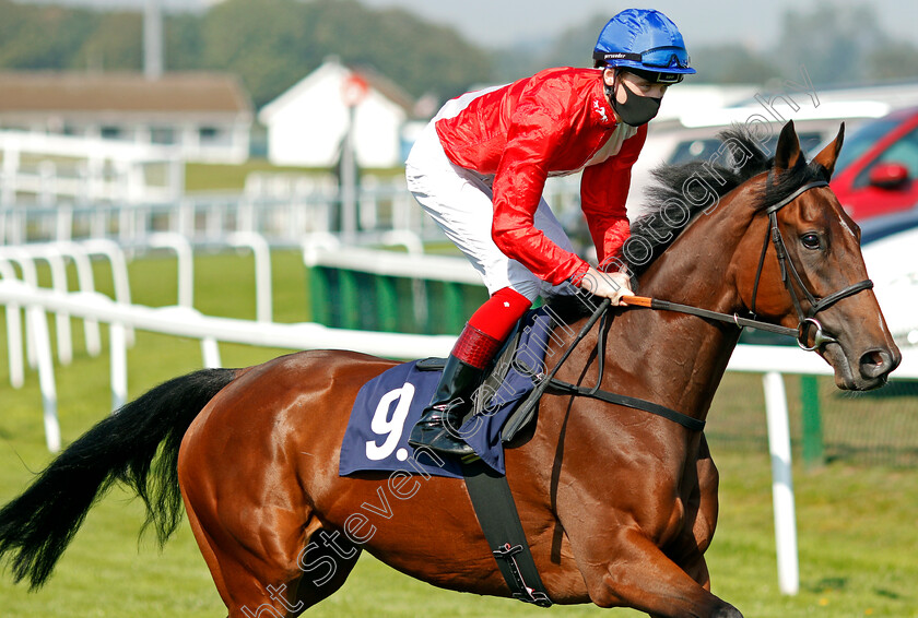 Progressive-0002 
 PROGRESSIVE (David Egan)
Yarmouth 15 Sep 2020 - Pic Steven Cargill / Racingfotos.com