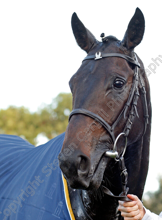 Elarqam-0009 
 ELARQAM after The Tattersalls Stakes Newmarket 28 Sep 2017 - Pic Steven Cargill / Racingfotos.com