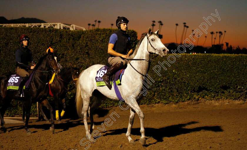 Lord-Glitters-0002 
 LORD GLITTERS training for the Breeders' Cup Mile
Santa Anita USA 30 Oct 2019 - Pic Steven Cargill / Racingfotos.com