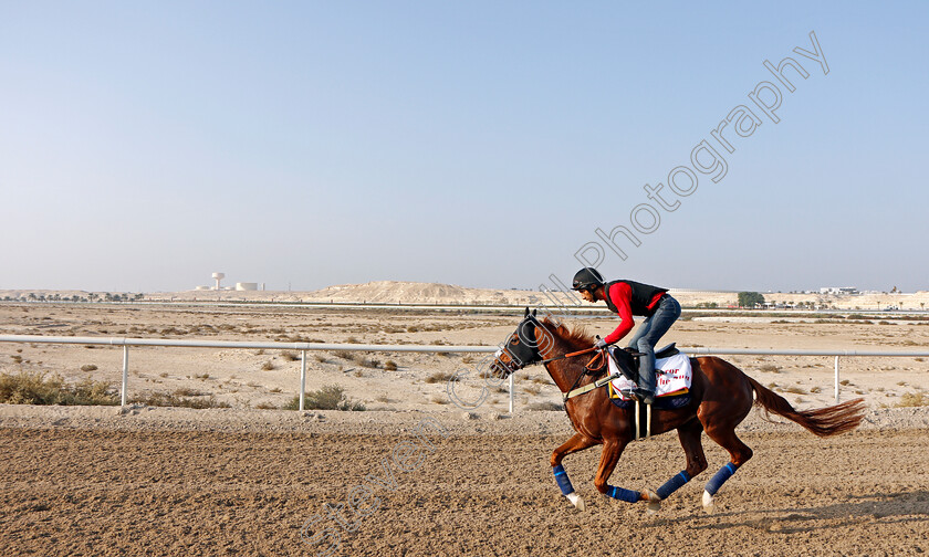 Emperor-Of-The-Sun-0002 
 EMPEROR OF THE SUN exercising in preparation for Friday's Bahrain International Trophy
Sakhir Racecourse, Bahrain 17 Nov 2021 - Pic Steven Cargill / Racingfotos.com