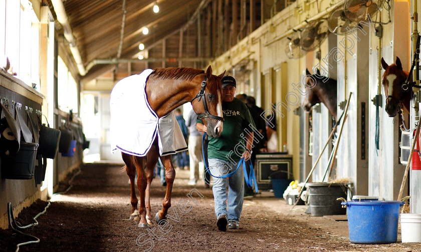 Justify-0022 
 JUSTIFY after exercising in preparation for The Belmont Stakes
Belmont Park USA 7 Jun 2018 - Pic Steven Cargill / Racingfotos.com