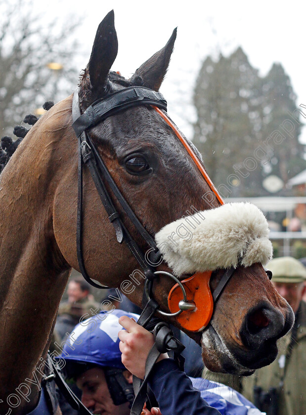 Does-He-Know-0009 
 DOES HE KNOW after The Bateaux London Reynoldstown Novices Chase
Ascot 19 Feb 2022 - Pic Steven Cargill / Racingfotos.com