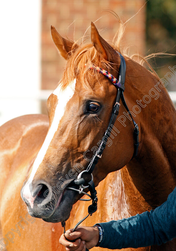 Slipofthepen-0009 
 SLIPOFTHEPEN winner of The Join Racing TV Now Conditions Stakes
Kempton 10 Apr 2023 - Pic Steven Cargill / Racingfotos.com