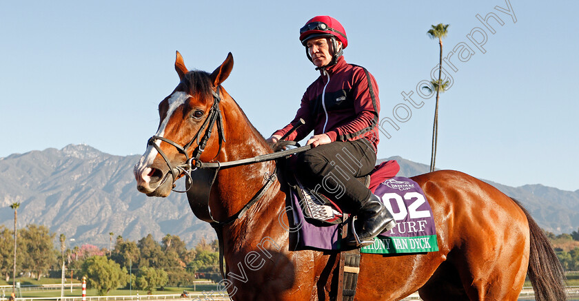 Anthony-Van-Dyck-0001 
 ANTHONY VAN DYCK training for The Breeders' Cup Turf
Santa Anita USA 31 Oct 2019 - Pic Steven Cargill / Racingfotos.com