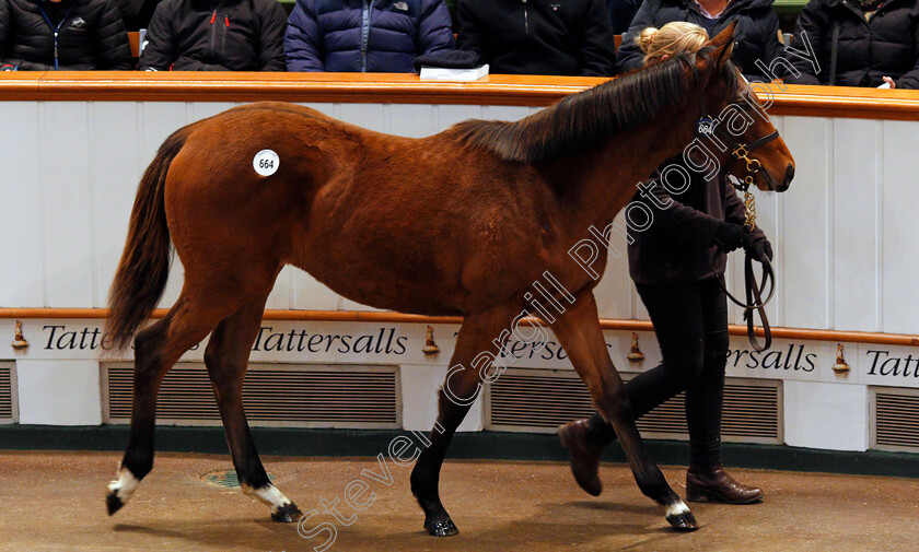 Lot-0664-filly-by-Acclamation-x-Party-Whip-0004 
 Lot 664, a filly by Acclamation x Party Whip, selling for 200,000 Guineas at Tattersalls December Foal Sale, Newmarket 30 Nov 2017 - Pic Steven Cargill / Racingfotos.com