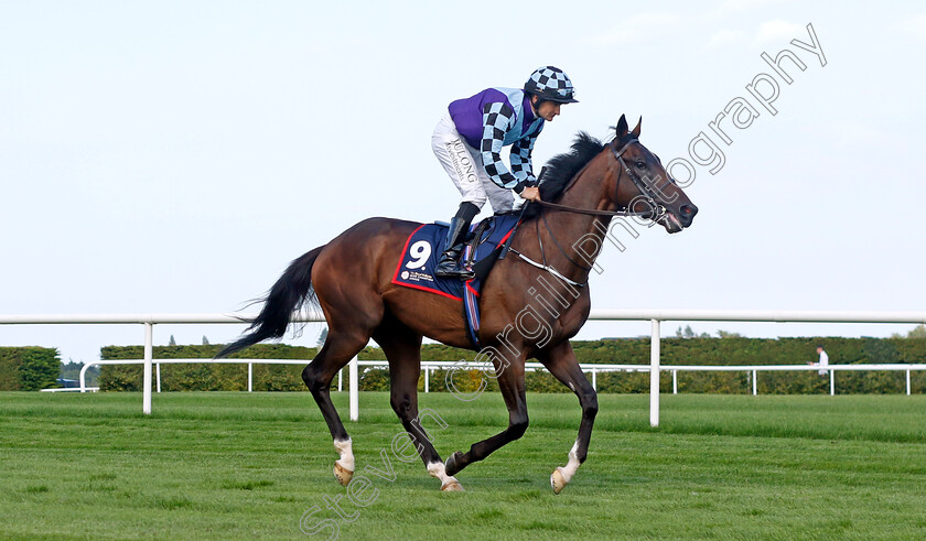 Sprewell-0001 
 SPREWELL (Shane Foley)
Leopardstown 9 Sep 2023 - Pic Steven Cargill / Racingfotos.com